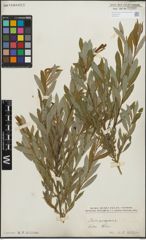 Foto von Salix purpurea L.